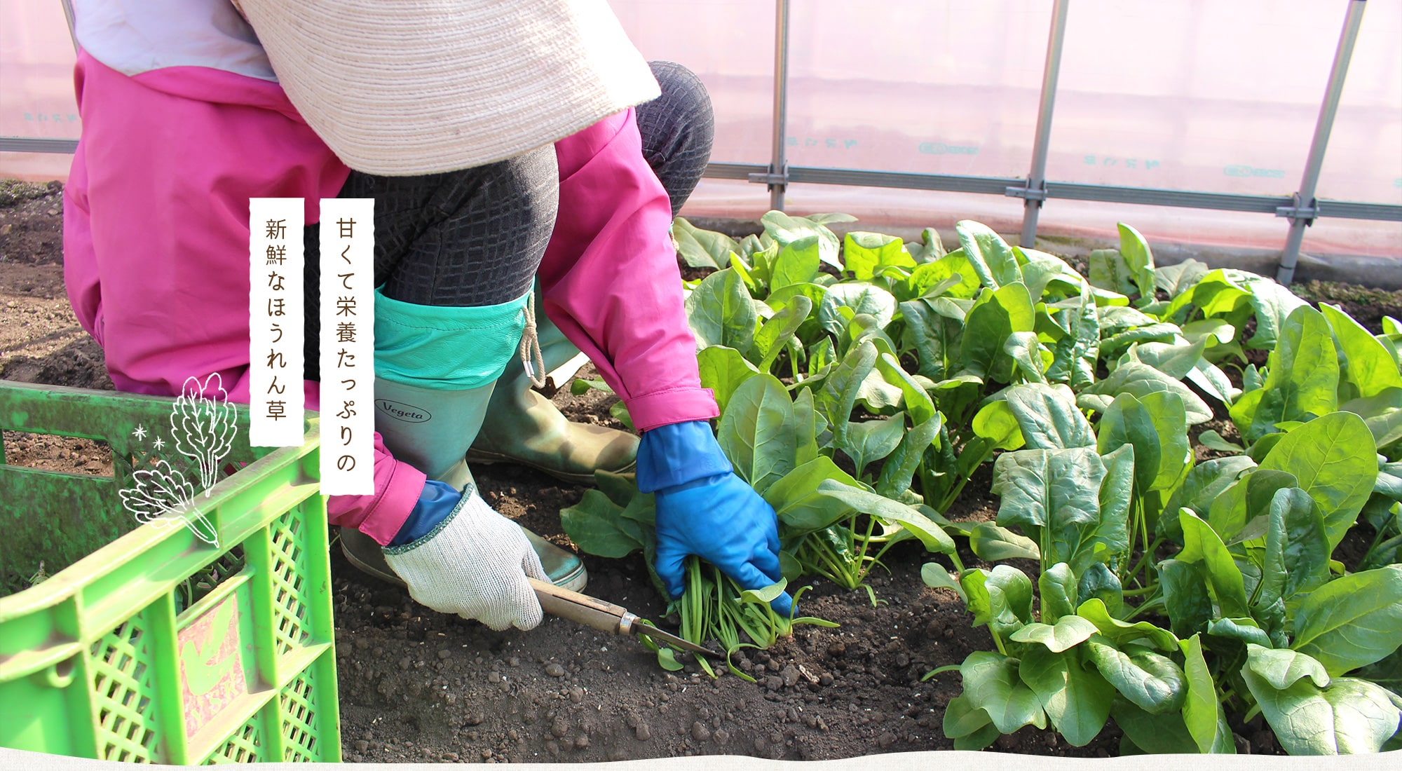 甘くて栄養たっぷりの新鮮なほうれん草