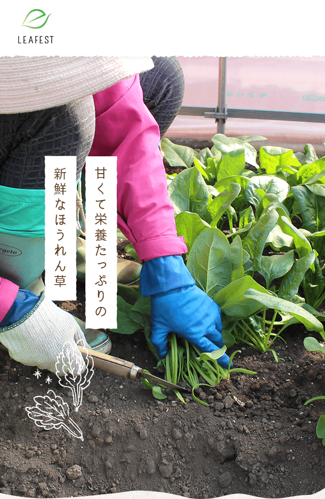 株式会社リーフェスト｜群馬県昭和村のレタス・ホウレンソウ